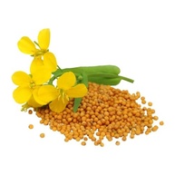 Mostarda Amarela grãos 100% Natural frasco 90g Kampo Ervas - imagem 4
