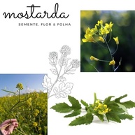 Mostarda Amarela grãos 100% Natural frasco 90g Kampo Ervas - imagem 3