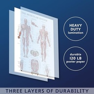 Pacote com 20 Cartazes Anatômicos Laminados - Completo para Estudos e Ensino - imagem 5