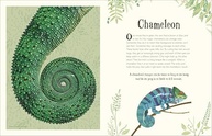 a-de-um-para-criancas-guia-animais-curiosas-enciclopedia-ilustrado-fascinantes-a