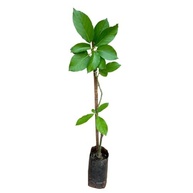 Muda De Abacate Avocado Já Enxertado - Produz Rápido - imagem 2