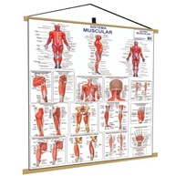 Banner Anatomia Corpo Humano - Estudo Médico e Educacional com Acabamento Premium - imagem 2
