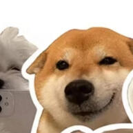 Adesivos Cachorros Meme Impermeáveis – 25 ou 50 Unidades - imagem 1