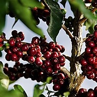 Café Campos Altos: Torrado e Moído 1kg - Sabor Premium - imagem 5