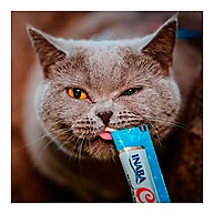 Churu Para Gatos: O Petisco Cremoso Que Seu Gato Vai Amar! - imagem 2