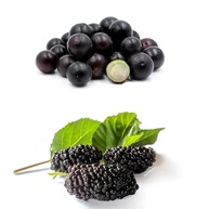 amora-de-com-jabuticaba-portuguesa-hibrida-kit-mudas