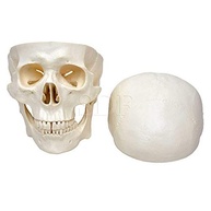 anatomia-a-cranio-estudo-partes-5-didatica-em-avancado-humano-a