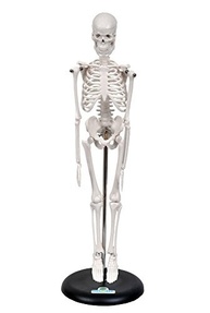 Esqueleto Humano 45cm com Suporte - Modelo Anatomia Realística para Estudo - imagem 2
