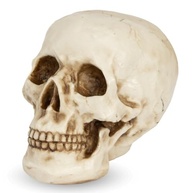 anatomia-em-real-caveira-tamanho-a-resina-cranio-humana-decoracao-realista-a