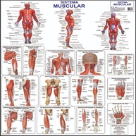 Banner Anatomia Corpo Humano - Estudo Médico e Educacional com Acabamento Premium - imagem 4