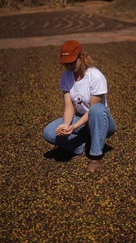 Café Especial em Grãos Torrado ou Moído 500g - 100% Arábica Coffee - Arara, Mundo Novo e Catuaí - Florada de Minas (500g, Grãos Arara) - imagem 4