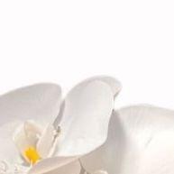 Arranjo de Orquídeas Artificiais: Centro de Mesa Elegante e Permanente - imagem 1