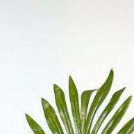 Arranjo de Palmeira Verde com Vaso Trançado – Decoração Prática para Sala ou Escritório - imagem 1