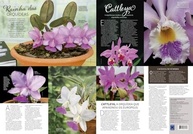arte-a-50x70cm-catleias-orquideas-poster-botanica-exclusiva-a