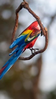 Pássaro no Cipó Arara de Madeira Artesanal Média 50cm - Decoração Natural e Elegante - imagem 5