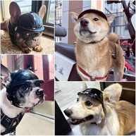 Capacete Namsan para Cães: Proteção e Estilo para Aventuras Seguras - imagem 3