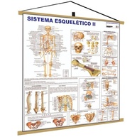 Mapa Esqueleto Humano - Banner Educativo de Alta Qualidade para Estudos de Anatomia - imagem 2