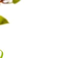Própolis Verde 500mg: Suplemento Natural para Saúde e Bem-Estar - imagem 2
