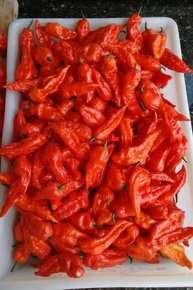 Molho De Pimenta Bhut Jolokia Original Sem Glúten 15 Ml - imagem 5