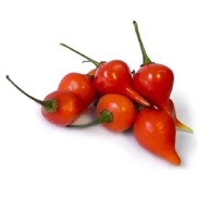 Pimenta Biquinho em Conserva Granel 500g - imagem 4