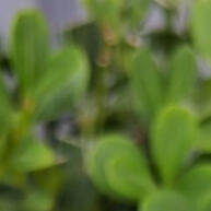 Borboletas Lilás/Roxo 5cm: 30 Unidades para Bolo! - imagem 1