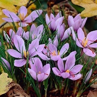 Saffron Crocus 20 bulbos - imagem 4