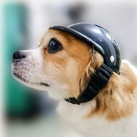 Capacete de Moto para Cães e Gatos: Estilo e Segurança para Aventuras Pet! - imagem 3