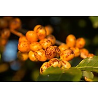 Café Dupan Arábica 1kg: Grãos Selecionados, Aroma Intenso - imagem 2
