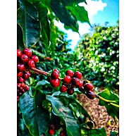 cafe-especial-media-torra-vermelho-1kg-catuai-vulcanica