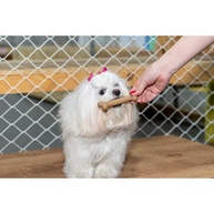 Osso de Bambu Brinca Dent: Limpeza e Diversão para Seu Cão! - imagem 2
