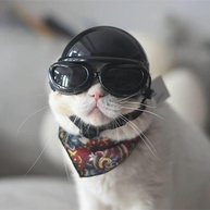 Capacete de Moto para Cães e Gatos: Estilo e Segurança para Aventuras Pet! - imagem 1