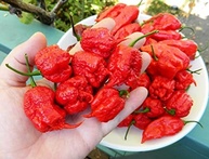 Molho Pimenta Carolina Reaper Legitima 60ml - Fogo Mineiro - imagem 3