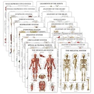 Pacote com 20 Cartazes Anatômicos Laminados - Completo para Estudos e Ensino - imagem 2