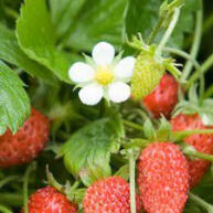 100 Sementes de Morango Ornamental: Cultive Beleza e Sabor em Casa - imagem 2