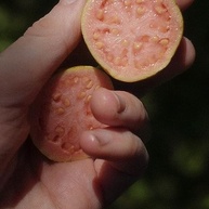 Goiabada Cascão Cremosa Lata TIA CARLA 800g - imagem 4