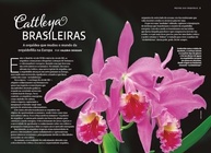 cattleya-brasileiras-o-a-a-descubra-cultivo-das-orquideas-beleza-perfeito-mestre-e-a