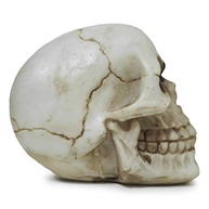 caveira-colecao-marfim-em-cranio-decoracao-realista-e-resina-tematica-a