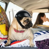 Capacete de Moto Estiloso para Cães e Gatos: Proteção e Charme em Viagens! - imagem 1