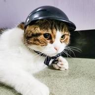 Capacete de Moto Estiloso para Cães e Gatos: Proteção e Charme em Viagens! - imagem 4