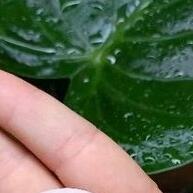 Coração de Cristal Natural: Beleza Única para Sua Coleção - imagem 2