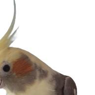 Comedouro Suspenso de Porcelana para Aves - Seguro e Artesanal - imagem 1