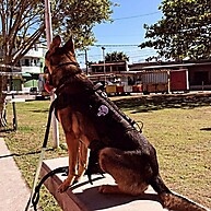 Peitoral Pet Forte e Confortável 🐶 - imagem 1