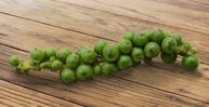 Pimenta do Reino Em Conserva 2,7 Kg - Aroma D' Minas - imagem 3