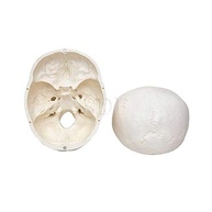 cranio-avancado-humano-didatica-anatomia-em-partes-5-estudo-a