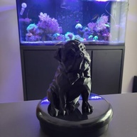 Pug Cachorro em Impressão 3D - Decoração Moderna em Preto para Ambientes Criativos - imagem 3