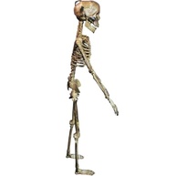 Caveira de Halloween Mini Esqueleto Humano Articulado Ultra Realista 3D - Decoração Assustadora para Casa, Quintal e Jardim - imagem 5