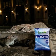 Raticida Ki-Rato 200g - Fórmula Atrativa com Chocolate para Controle de Roedores - imagem 3