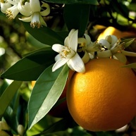 de-e-de-flor-do-importada-cosmetica-libano-culinaria-agua-laranjeira-250ml