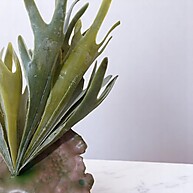 de-natural-suculenta-toque-veado-moderna-com-decoracao-chifre