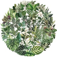 Pacote com 50 Adesivos Transparentes de Folhas Verdes - Estilo Desenho Animado para Decoração de Cadernos, Guitarras e Itens Pessoais - imagem 2